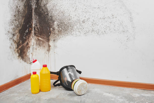Best Commercial Mold Removal  in Jamestown, CA