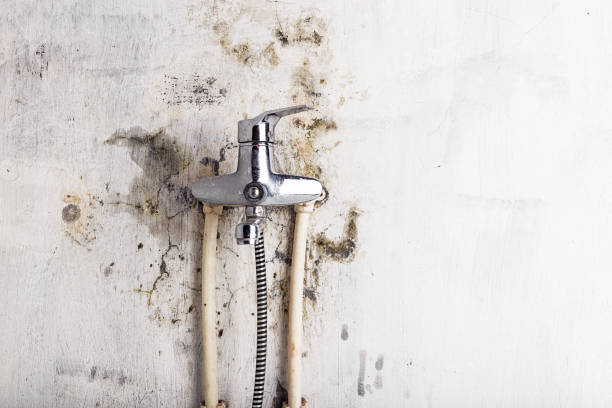 Best Best Mold Removal Companies  in Jamestown, CA