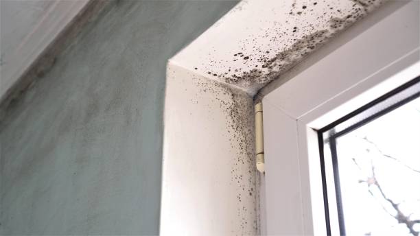Best Residential Mold Removal  in Jamestown, CA