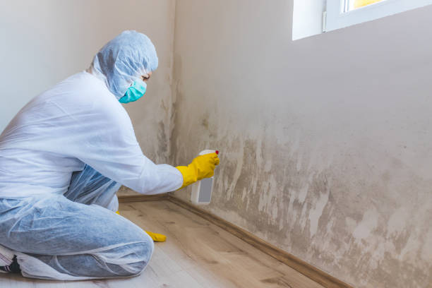 Professional Mold Removal in Jamestown, CA
