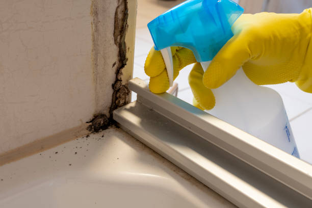 Best Mold Damage Repair  in Jamestown, CA