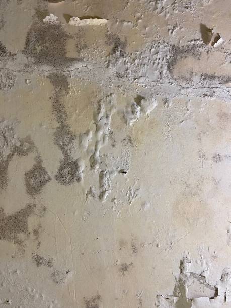 Best Same-Day Mold Removal  in Jamestown, CA