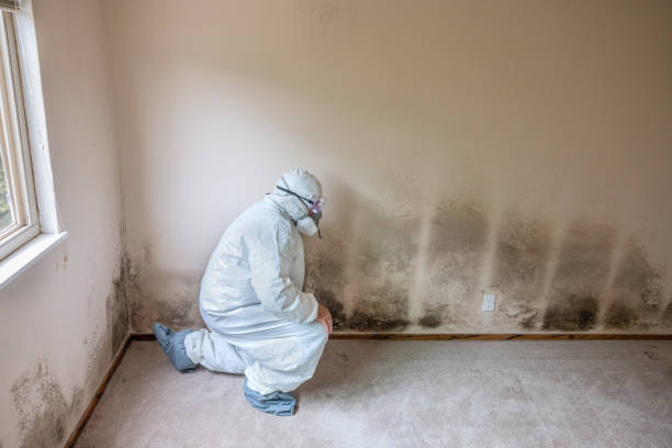 Best Black Mold Removal  in Jamestown, CA