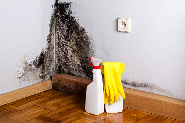 Best Mold Testing  in Jamestown, CA