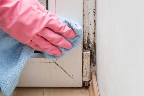 Best Mold Testing  in Jamestown, CA