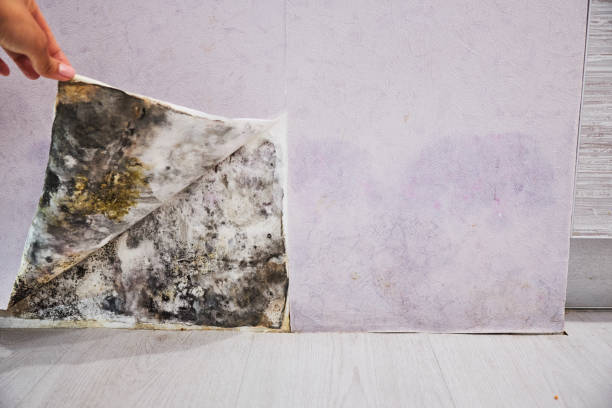 Best Emergency Mold Removal  in Jamestown, CA